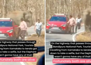 Elephant Chases Tourists in Hyundai i20 Active