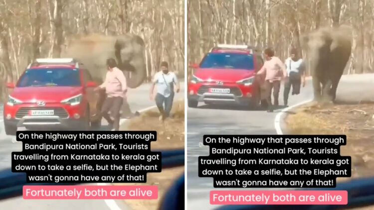 Elephant Chases Tourists in Hyundai I20 Active