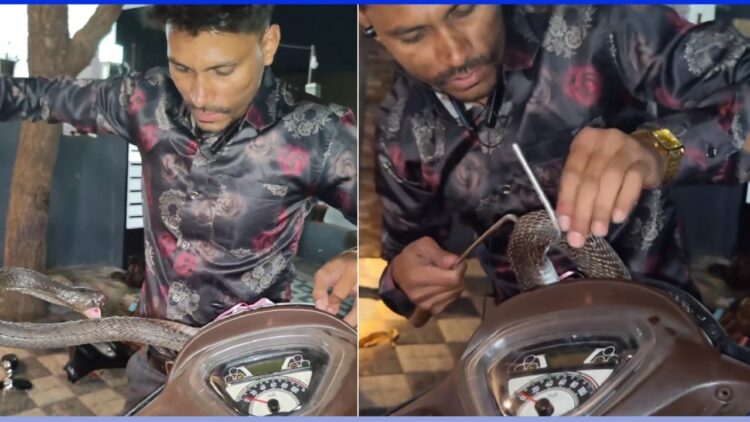 Snake Finds Home in Honda Grazia